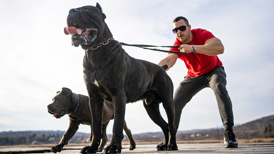 宠物狗指南纪录片《狗狗101全纪录 Dogs 101》第2季全9集中字 纪录片解说素材百度云盘下载 1080/MP4/12.4G