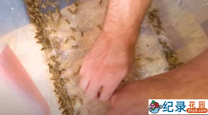 奇葩挑战真人秀《城市生活挑战》第1季中字 1080P高清自媒体解说素材百度云盘下载