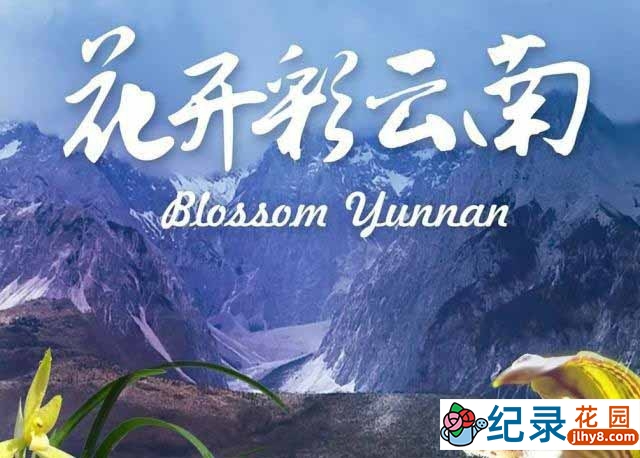 央视花卉产业纪录片《花开彩云南》全4集 TS/蓝光高清纪录片资源百度云盘下载