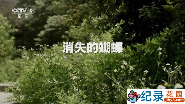 央视昆虫研究纪录片《消失的蝴蝶》全1集 TS/蓝光高清纪录片资源百度云盘下载