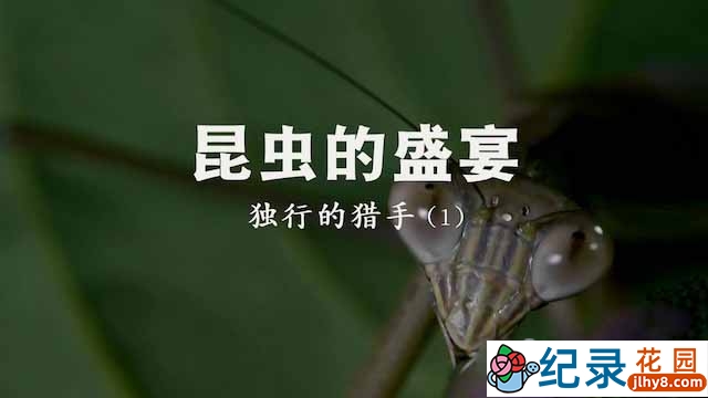 央视昆虫研究纪录片《昆虫的盛宴》全2季 TS/蓝光高清纪录片资源百度云盘下载