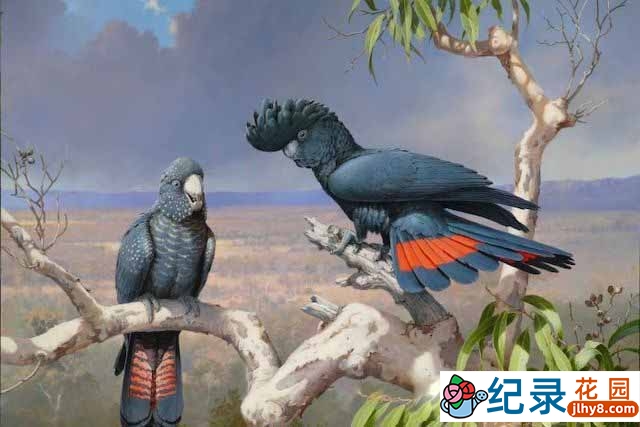 艺术人文纪录片《鸟类画师：威廉·库珀的艺术》全1集原版无字 标清纪录片资源百度云盘下载