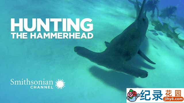 央视海洋生物纪录片《探秘无沟双髻鲨 Hunting the Hammerhead》全1集 TS/蓝光高清纪录片资源百度云盘下载