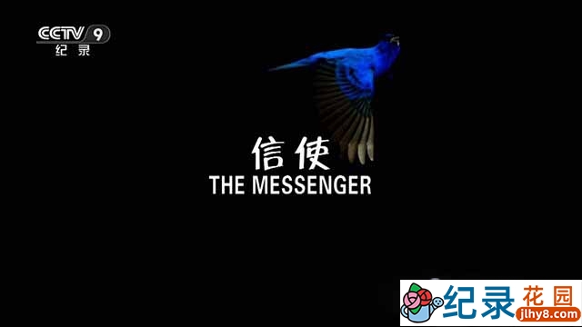央视鸟类纪录片《信使 The Messenger》全1集 TS/蓝光高清纪录片资源百度云盘下载