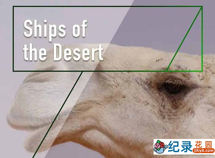 骆驼研究纪录片《沙漠之舟 Ships of the Desert》全1集中字 TS/蓝光高清纪录片资源百度云盘下载