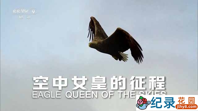国家地理鸟类纪录片《空中女皇的征程 Eagle Queen of the Skies》全1集中字 TS/蓝光高清纪录片资源百度云盘下载