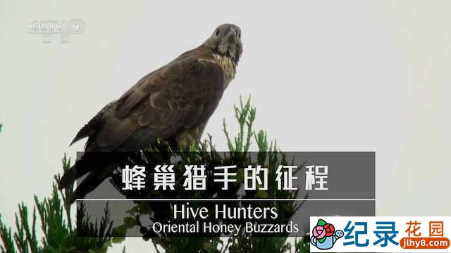 NHK鸟类纪录片《蜂巢猎手的征程 Hive Hunters:Oriental Honey Buzzards》全1集中字 TS/蓝光高清纪录片资源百度云盘下载