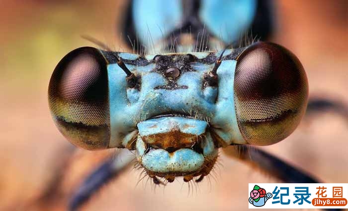 央视昆虫研究纪录片 《昆虫的隐秘世界 Macro Worlds》全3集