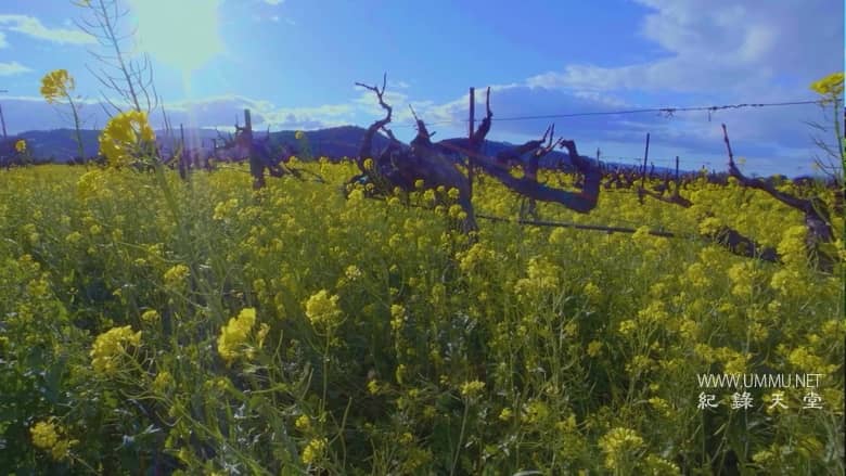 完美的年份 A Perfect Vintage