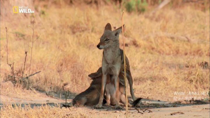 野狗的传奇故事 A Wild Dog's Tale