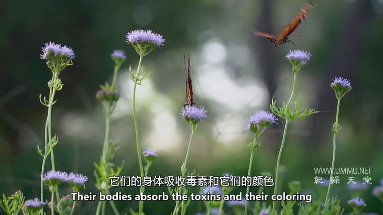 艾·马里波萨 Ay Mariposa