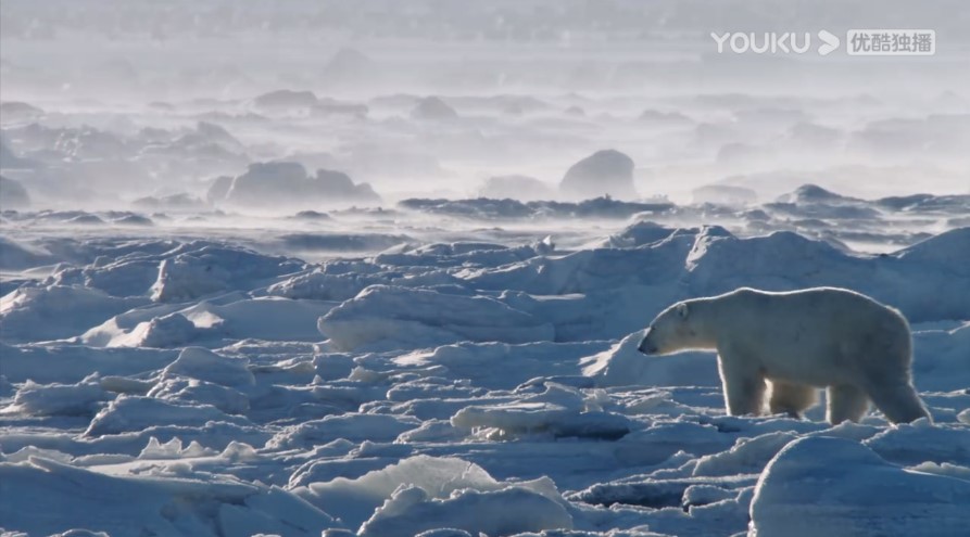 狂野地球 A Wild Year on Earth