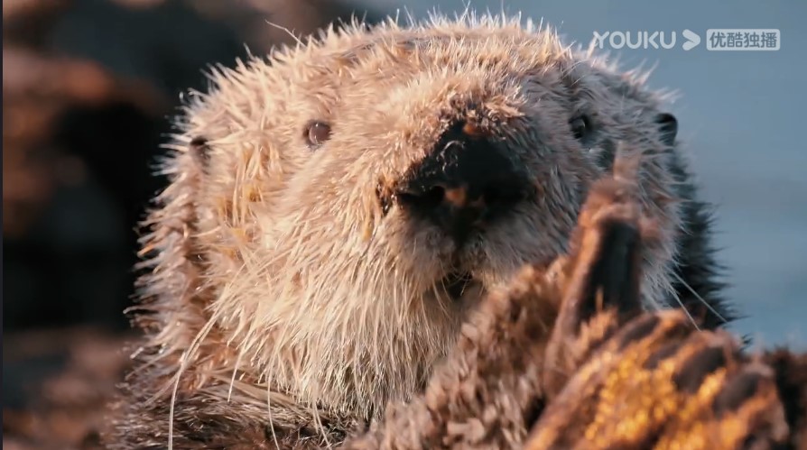 狂野地球 A Wild Year on Earth