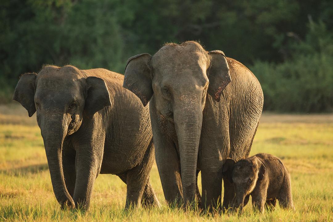 狂野地球 A Wild Year on Earth