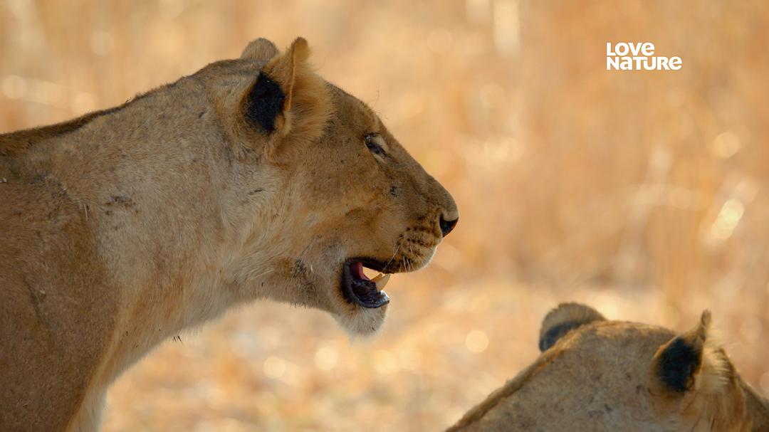 狂野地球 A Wild Year on Earth