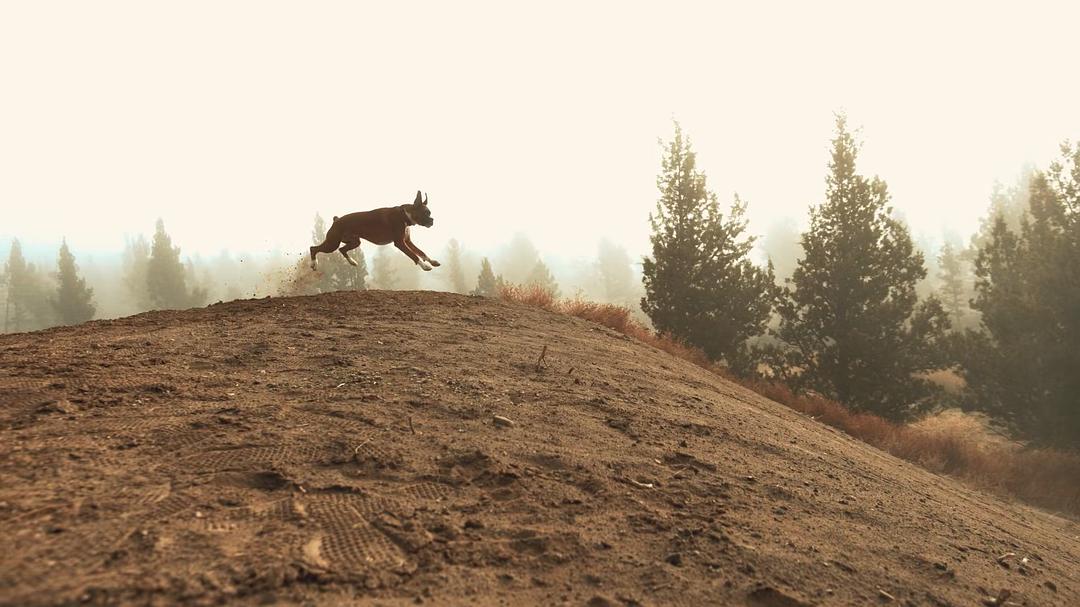 飙速同行：极限单车之旅 Accomplice