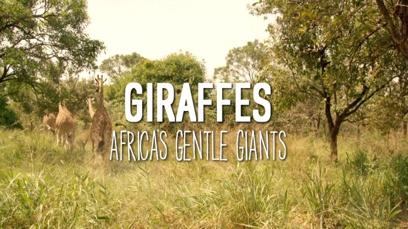 长颈鹿：非洲的温柔巨人 Natural World &#8211; Giraffes: Africa&#x27;s Gentle Giants