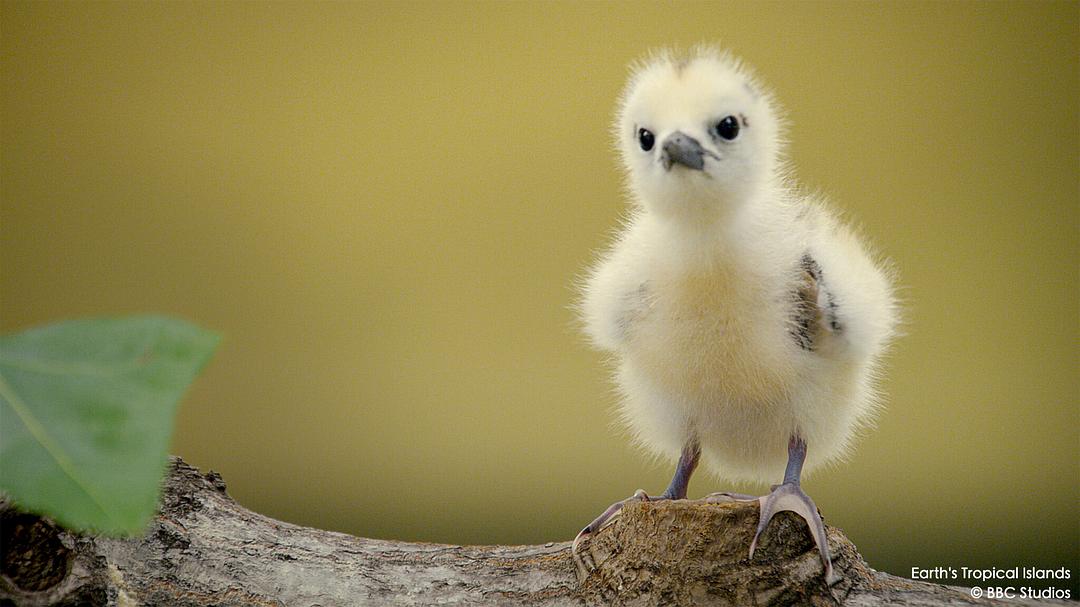 地球热带岛屿之旅 Earth’s Tropical Islands