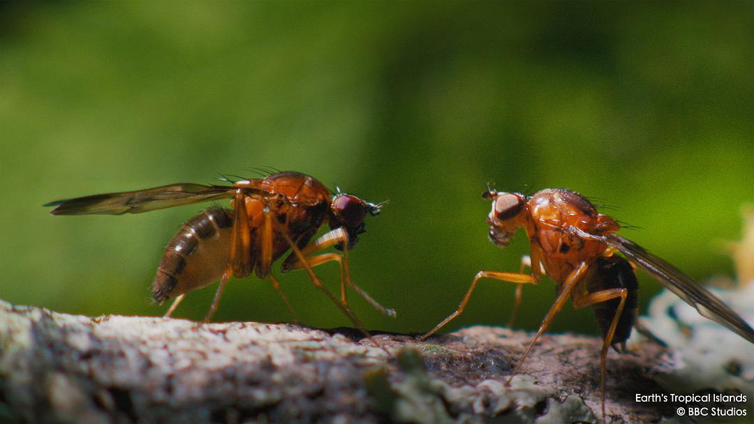 地球热带岛屿之旅 Earth’s Tropical Islands