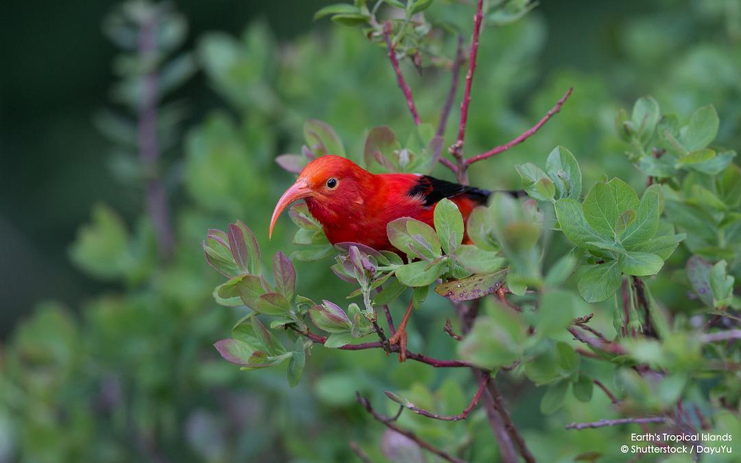 地球热带岛屿之旅 Earth’s Tropical Islands