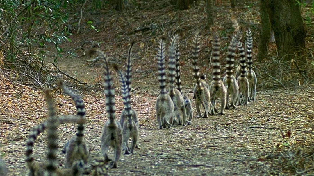 地球的力量 Earth: The Power of the Planet