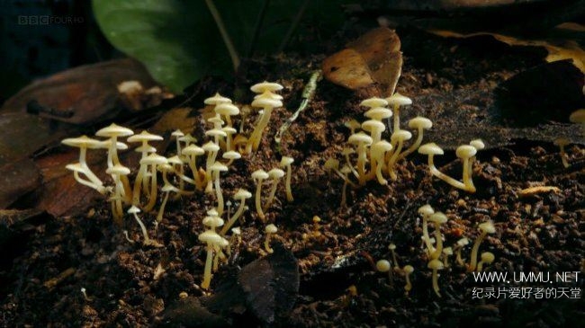 土壤科学 Deep Down and Dirty The Science of Soil