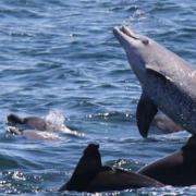 聪明的海豚 Dolphins-Deep Thinkers