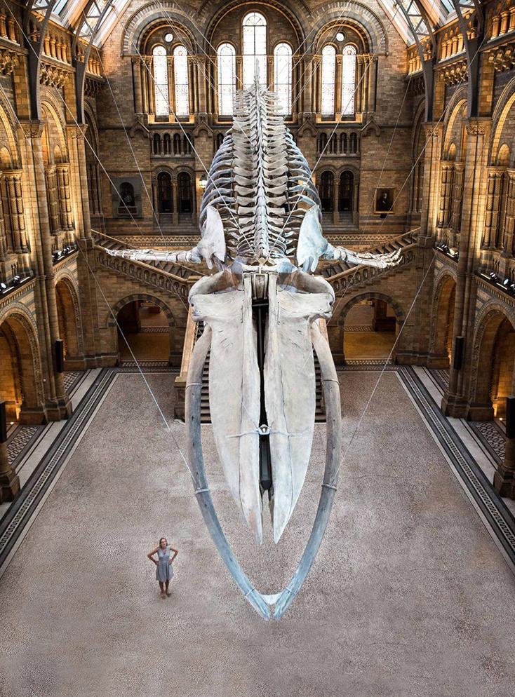 地平线系列.：恐龙迪皮与蓝鲸 Horizon: Dippy and the Whale