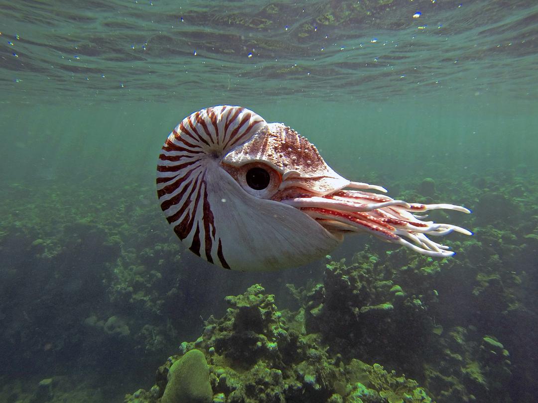 卧底海豚帮 Dolphins – Spy in the Pod