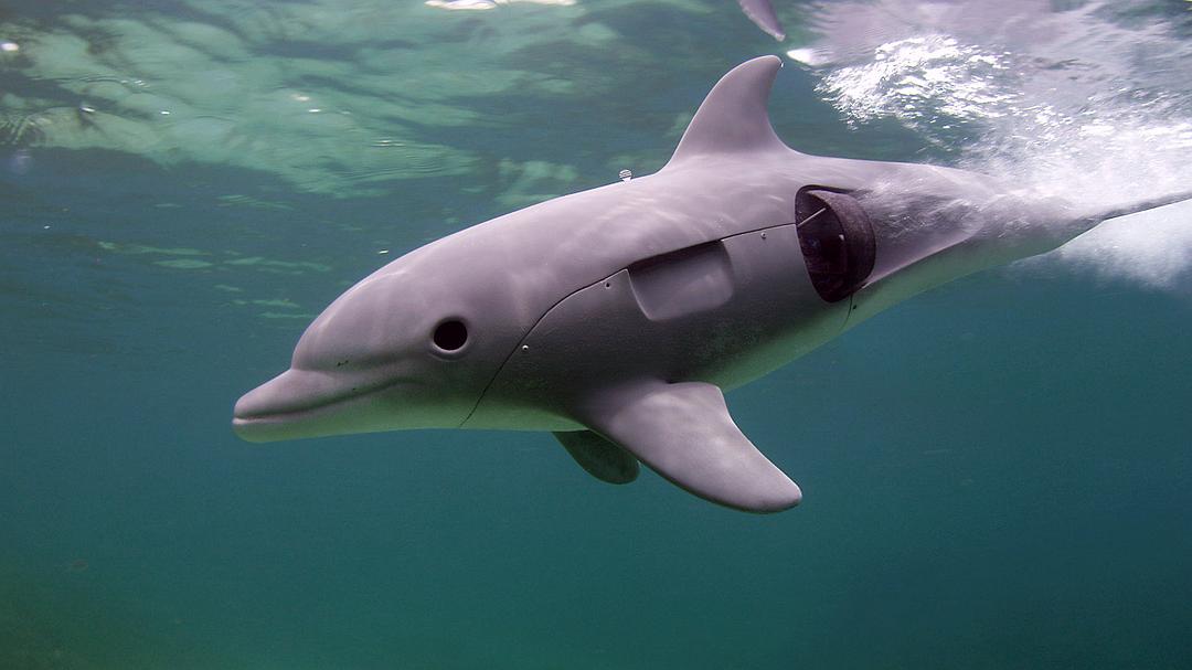 卧底海豚帮 Dolphins – Spy in the Pod