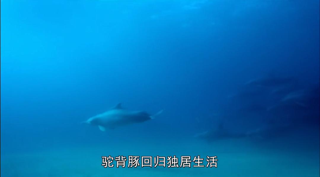 卧底海豚帮 Dolphins – Spy in the Pod