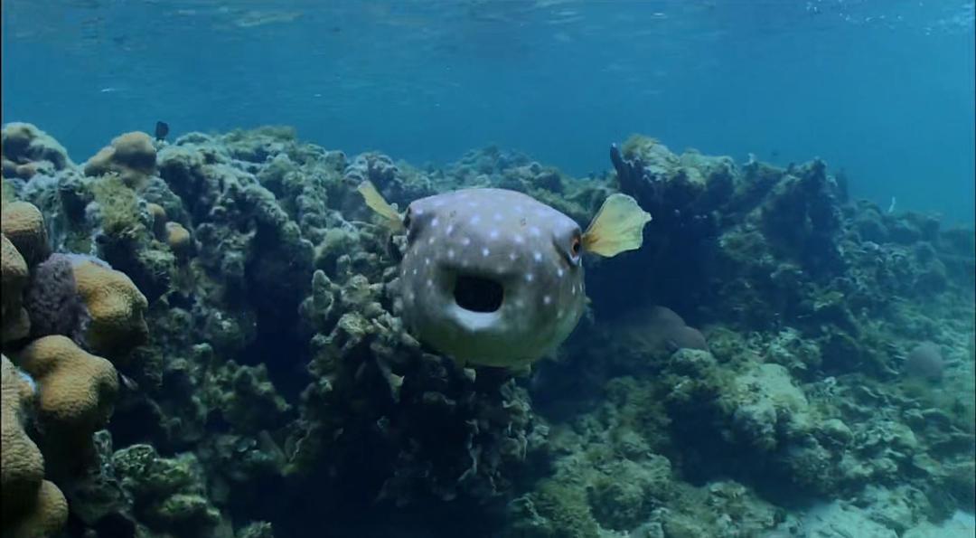 卧底海豚帮 Dolphins – Spy in the Pod