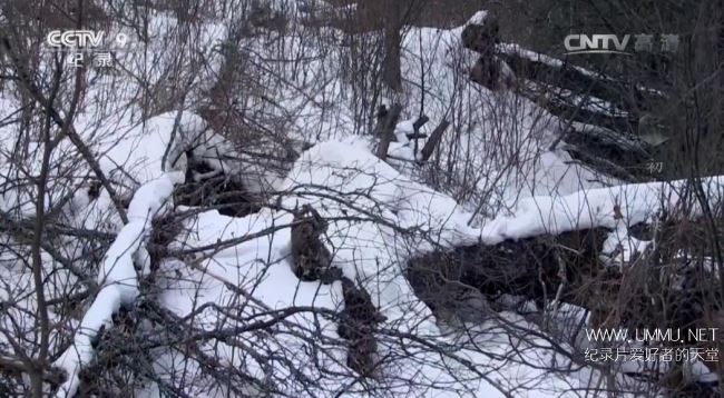 寰宇视野 初生之犊