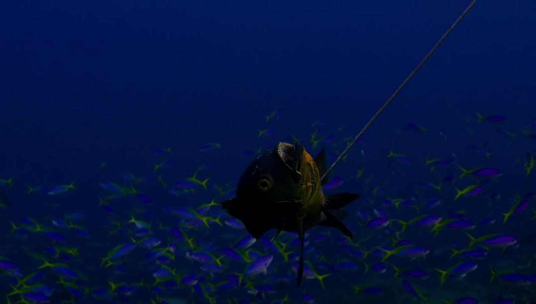 水下人生 Jago：A Life Underwater