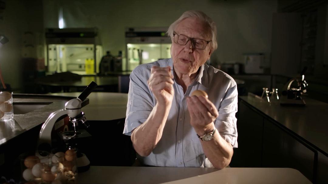 大卫爱登堡：蛋的奇迹 Natural World: Attenborough's Wonder of Eggs