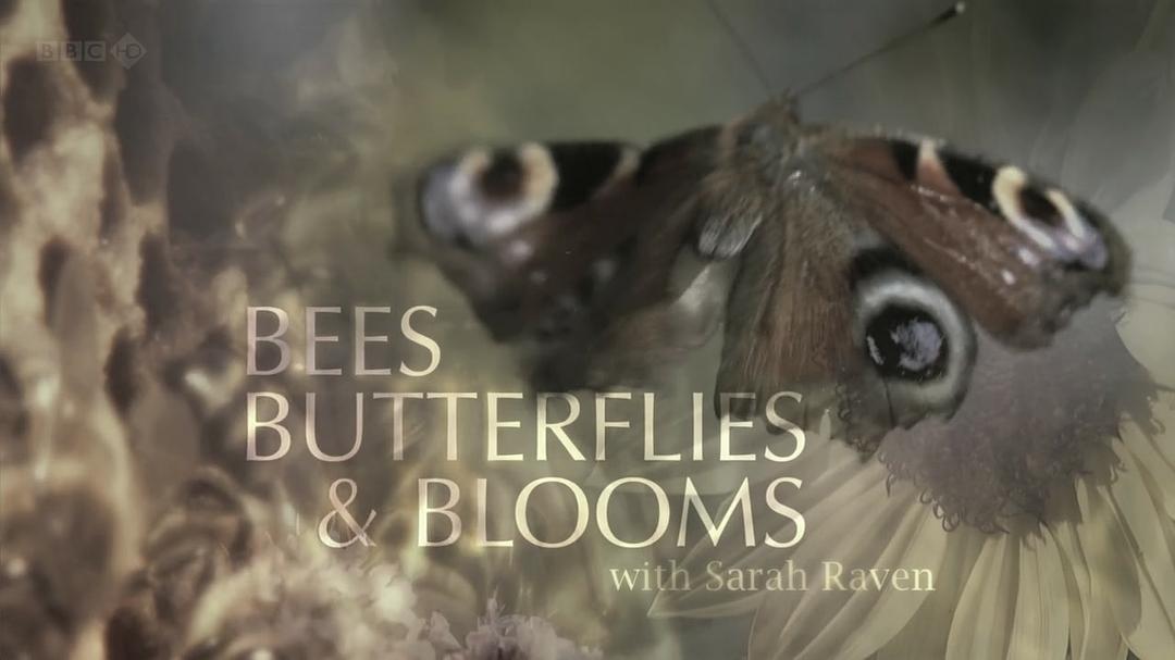 蜜蜂、蝴蝶与花朵 Bees Butterflies and Blooms