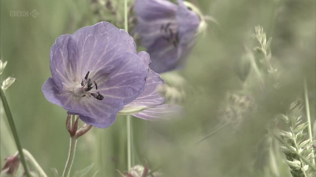 蜜蜂、蝴蝶与花朵 Bees Butterflies and Blooms
