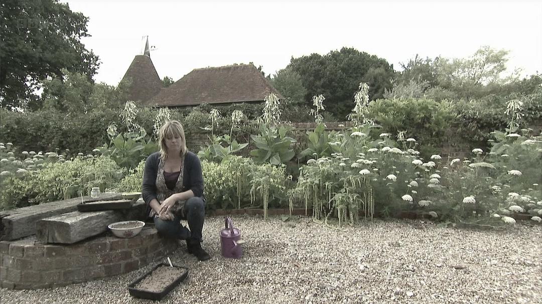 蜜蜂、蝴蝶与花朵 Bees Butterflies and Blooms