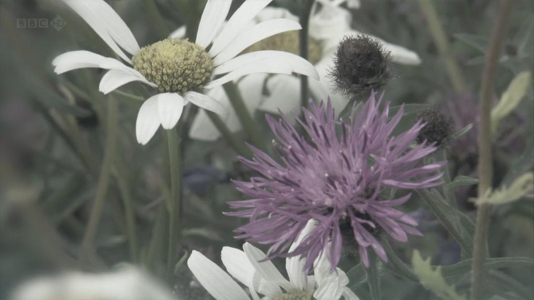 蜜蜂、蝴蝶与花朵 Bees Butterflies and Blooms