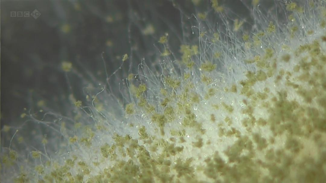 生命循环：奇异的腐烂科学 After Life: The Strange Science of Decay