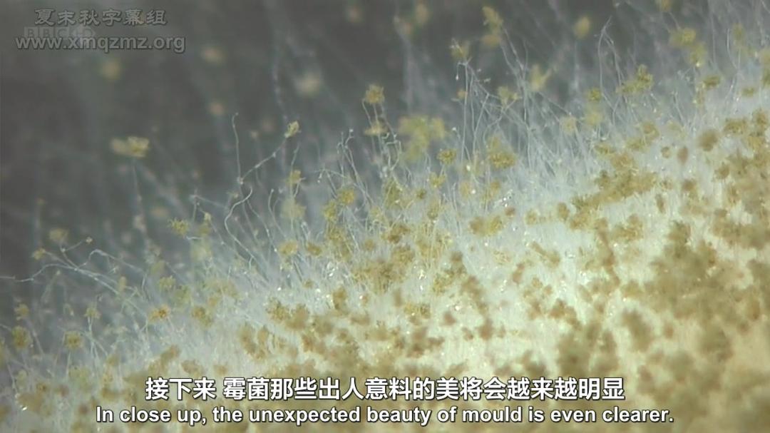 生命循环：奇异的腐烂科学 After Life: The Strange Science of Decay