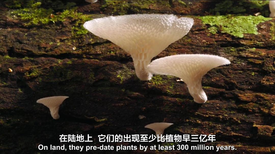 生命循环：奇异的腐烂科学 After Life: The Strange Science of Decay