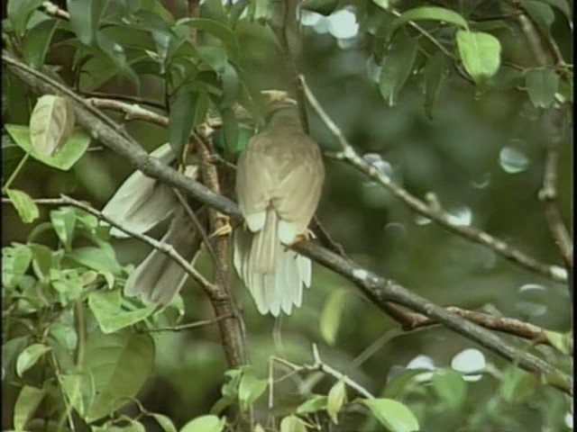 鸟的天堂 Attenborough in Paradise