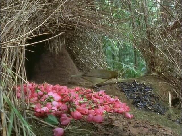 鸟的天堂 Attenborough in Paradise