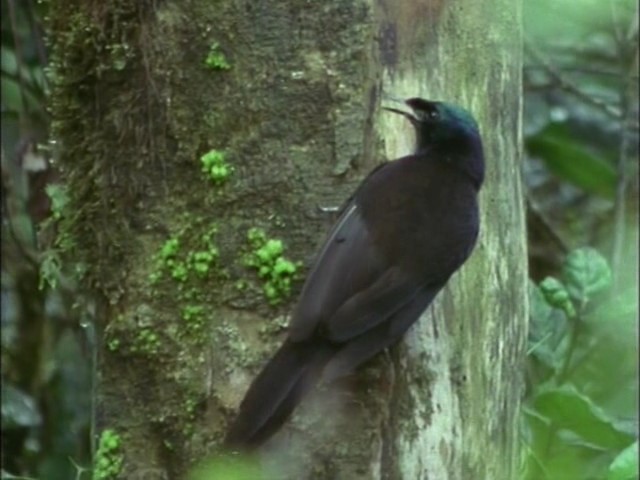 鸟的天堂 Attenborough in Paradise