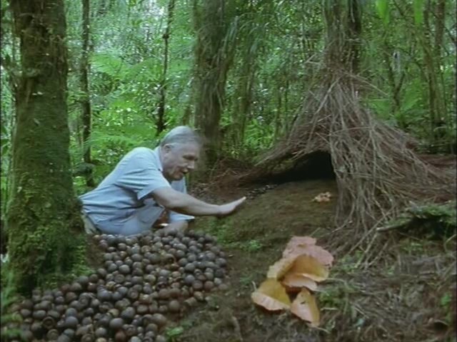 鸟的天堂 Attenborough in Paradise