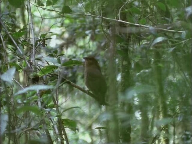 鸟的天堂 Attenborough in Paradise