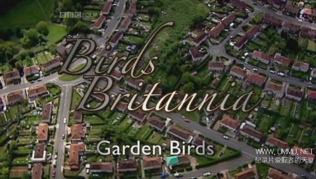 不列颠鸟类 园林鸟类 Birds Britannia Garden Birds