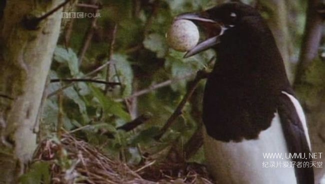 不列颠鸟类 园林鸟类 Birds Britannia Garden Birds