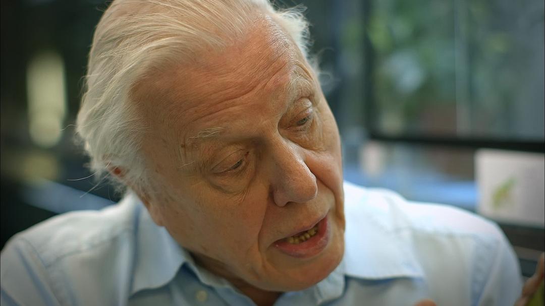 大自然：爱登保罗爷爷带你看绝妙的蛙 Nature: Attenborough's Fabulous Frogs